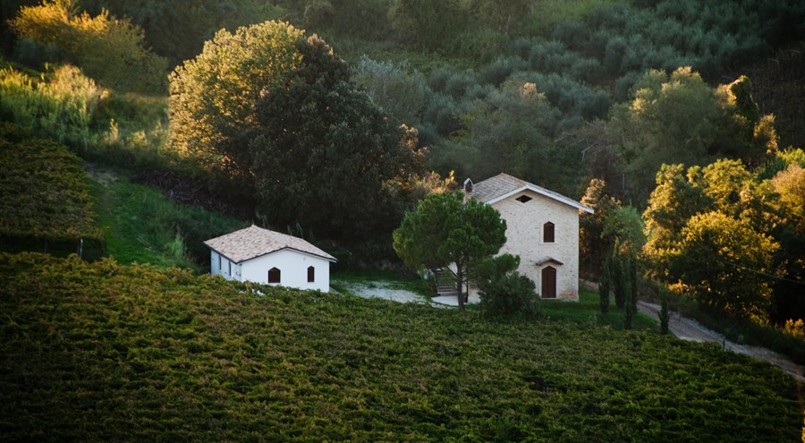 Vigne Marino della Fazia